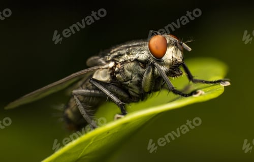 Preview: A Selective Focus Shot Of A Fly On The Green Leaf