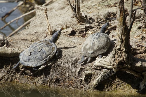 Preview: A Closeup Shot Of Pond Sliders On A Rock At A Beach