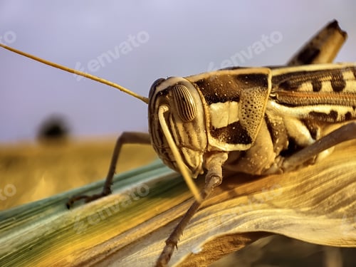 Preview: A Close Up Shot Of A Grasshopper On A Leaf