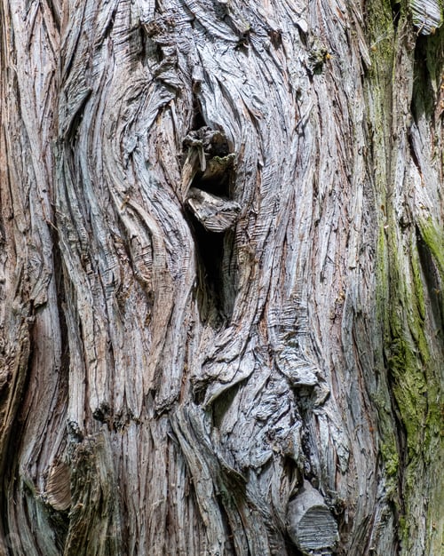 Preview: A Vertical Shot Of Tree Bark For Wallpaper And Background