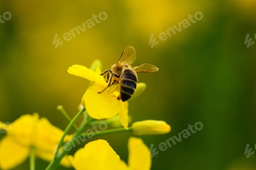 Preview: Close-Up Of A Honey Bee On A Rape Blossom The Yellow Of Spring