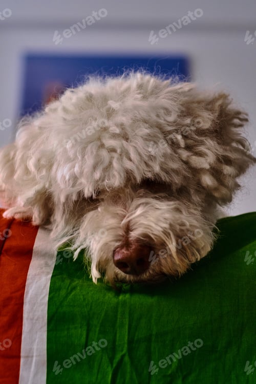 Preview: The Portrait Of Sad Bichon Frise Looking Down