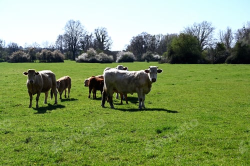 Preview: Photographed In France In Spring Young Cows