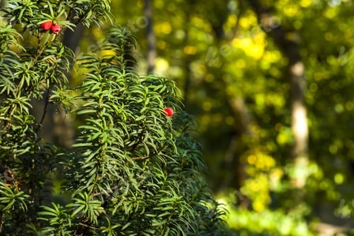 Preview: Green Yaw Tree Leaves At Sunlight