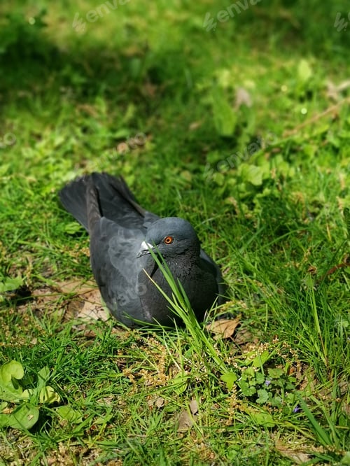 Preview: A Vertical Shot Of A Pigeon Perched On The Green Grass