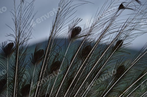 Preview: A Closeup Of Beautiful Patterns On Feathers Of A Peacock