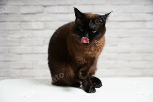 Preview: A Brown Fluffy Cat Sitting On The Sofa And Licking Herself