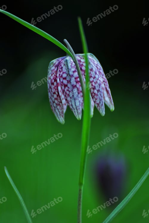 Preview: The Chequered-Lily (Fritillaria Meleagris) In Blurred Green Background