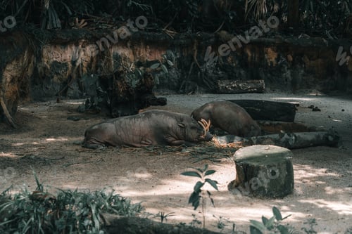 Preview: A Wild Pig Babirussa In A Zoo