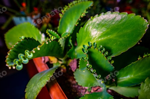 Vista previa: A Closeup Shot Of A Beautiful Kalanchoe Pinnata