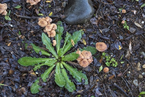 Preview: A Closeup Shot Of Fungi And Weeds Growing On A Forest Floor