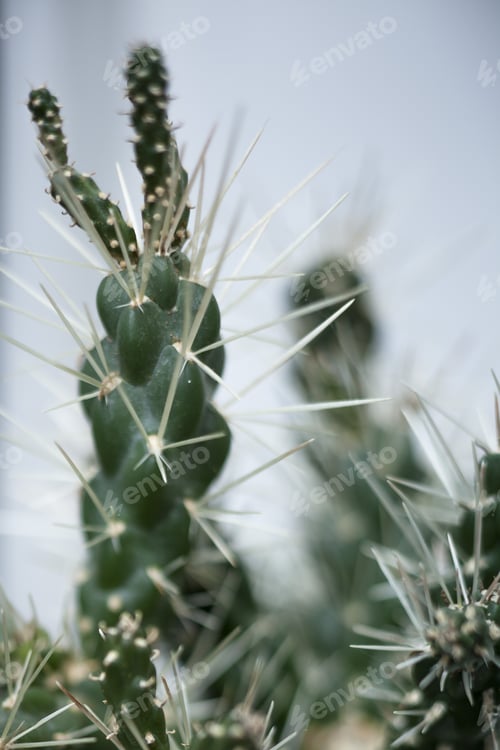 Preview: A Selective Focus Shot Of A Cactus With Big Needles