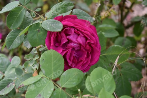 Preview: A Closeup Shot Of A Beautiful Blooming Rose