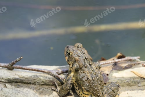 Preview: A Top View Of A Toad Frog Standing On The Stone Near The Muddy Water