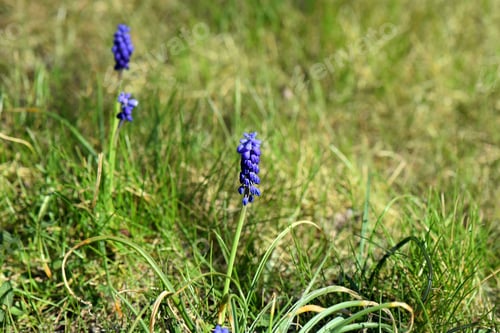 Preview: A Closeup Shot Of Grape Hyacinth Muscari Flowers In The Garden