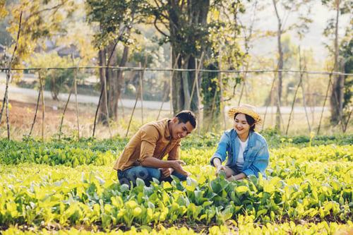 Preview: Young Gardener Checking Freshly Plants In Farm; Young Farmer Harvesting Vegetables At Morning