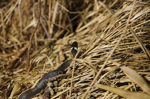 Preview: A Black Snake Crawling On The Yellow Grass