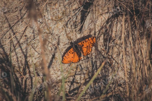 Preview: A Selective Focus Shot Of A Beautiful Melitaea Didyma Butterfly