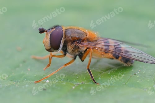Preview: A Closeup Shot Of A Common Hoverfly On A Green Background