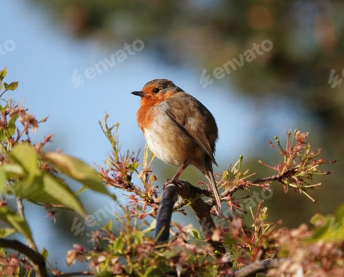 Preview: A Cute Chubby European Robin Redbreast Standing On A Curving Branch In The Woods