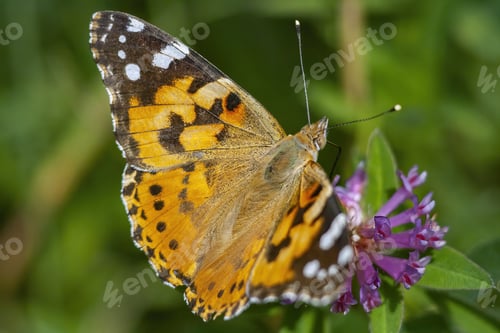 Preview: The Macro Of The Painted Lady (Vanessa Cardui) Butterfly