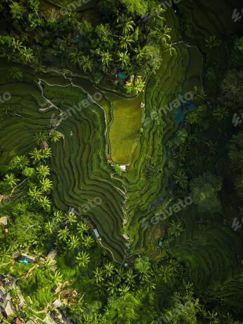 Preview: An Aerial Shot Of The Rice Hills Surrounded By Greens And Trees