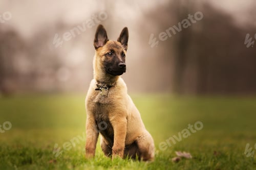 Preview: A Closeup Of A Cute Belgian Shepherd Sitting On The Grass