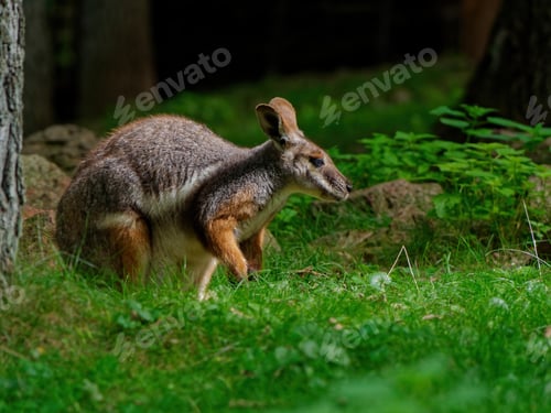 Preview: A Closeup Shot Of A Small Wallaby On A Fresh Forest Meadow