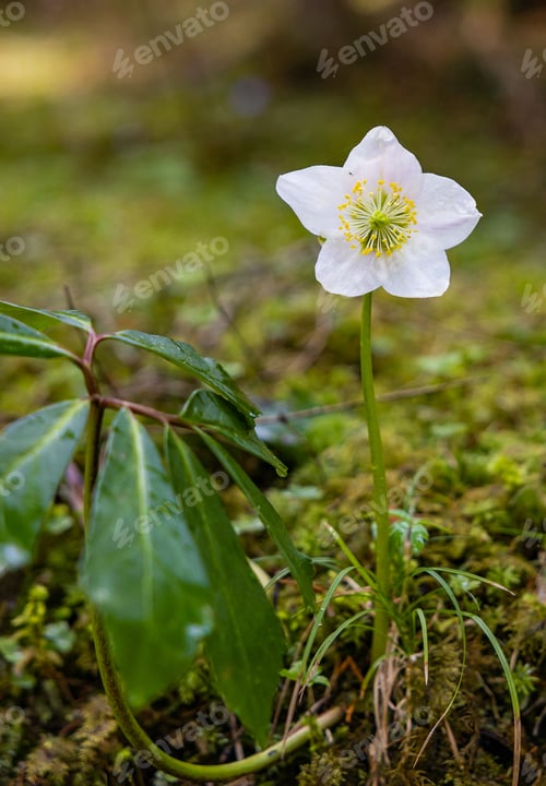 Preview: A Closeup Of A Single Christmas Rose Growing In The Forest