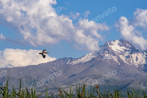 Preview: A Beautiful Shot Of Flying Ruddy Shelduck With Mountains Background