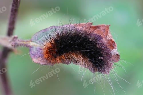 Preview: A Macro Shot Of A Black And Orange Hairy Caterpillar And The Garden Tiger Moth On A Leaf