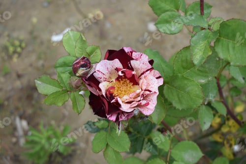 Preview: A Closeup Shot Of A Beautiful Blooming Rose