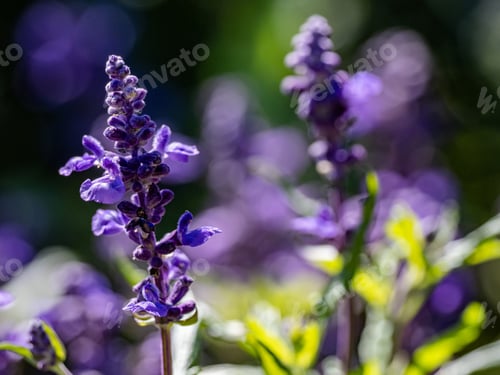 Preview: A Selective Focus Shot Of Purple Lavenders In A Field - Perfect For Background