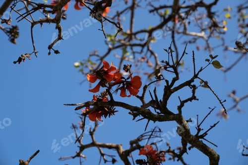 Preview: A Low Angle Shot Of Tree Branches Under Blue Sky