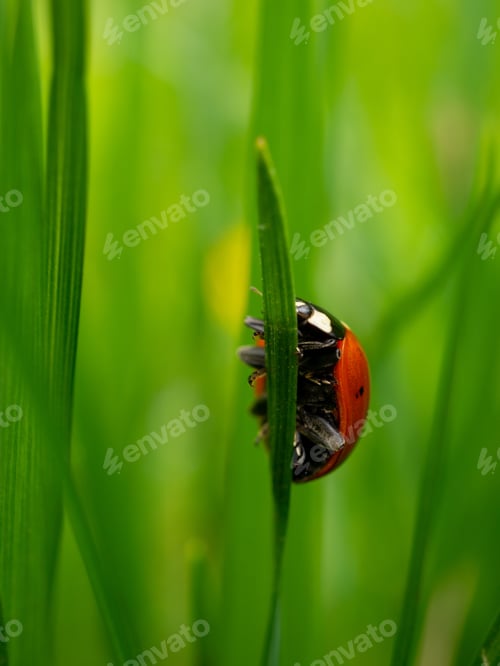 Preview: A Vertical Shot Of A Ladybug On Grass