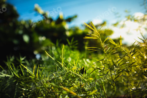 Preview: A Selective Focus Shot Of Small Plants Captured In The Forest On A Sunny Day