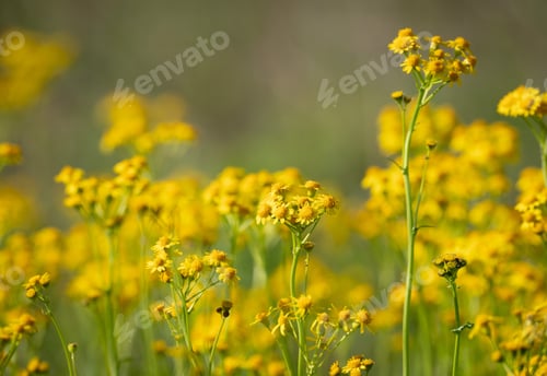 Preview: A Selective Focus Shot Of Yellow Wildflowers