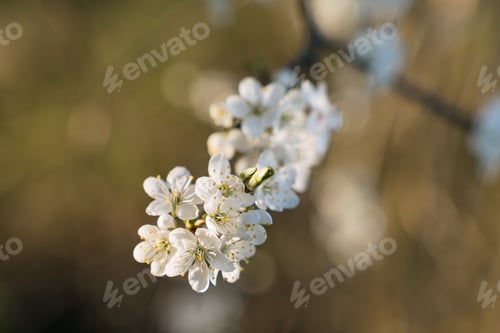 Preview: A Selective Focus Shot Of A Tree Branch With White Flowers