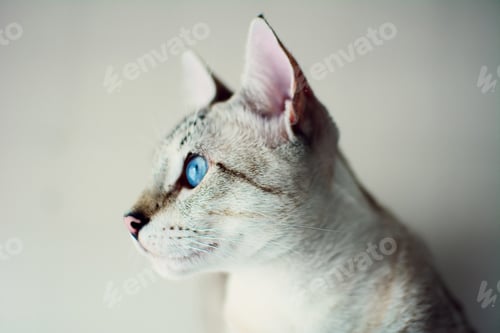 Preview: A Portrait Of A Domestic Gray Cat With Blue Eyes Against The Wall