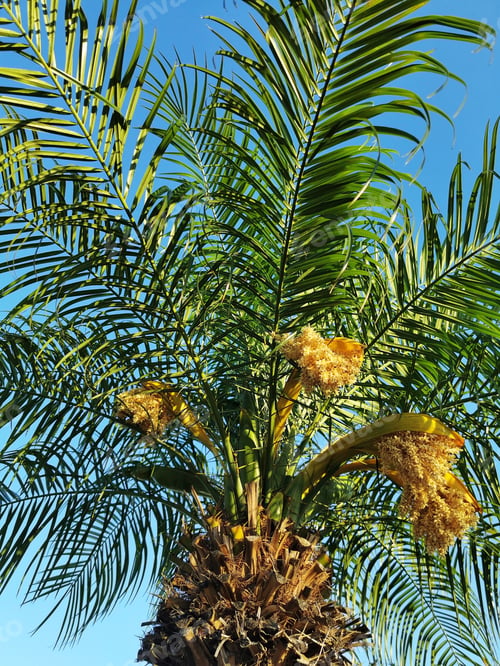 Preview: A Phoenix Dactylifera Or Date Palm Tree With Green Leaves Against The Clear Sky