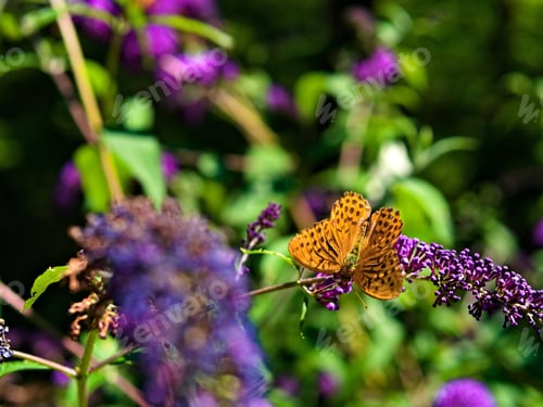 Preview: A Closeup Of A Great Spangled Fritillary Butterfly Perched On A Flower