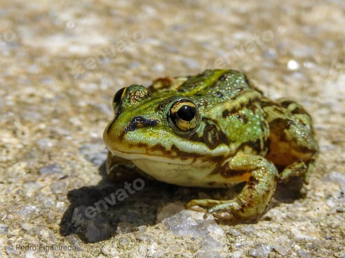 Preview: A High Angle Closeup Shot Of A Toad On The Ground - Perfect For Background