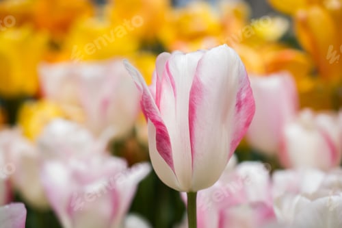 Preview: A Closeup Shot Of Beautiful Pink And White Flowers