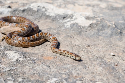 Preview: Shot Of An Adult Leopard Snake Or European Ratsnake, Zamenis Situla, An Endemic Snake Species In