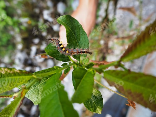 Preview: A Selective Focus Shot Of A Caterpillar On Green Leaves