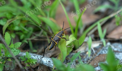 Preview: A Beautiful Longhorn Beetle ( Monochamus ) On The Green Leaves In The Forest