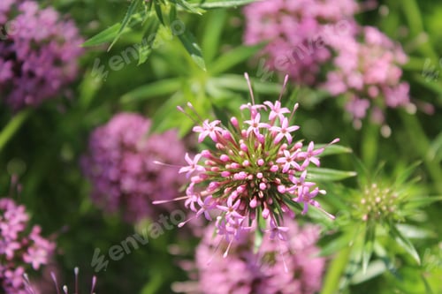 Preview: A Garden Of Beautiful Pink Phuopsis Stylosa Flowers