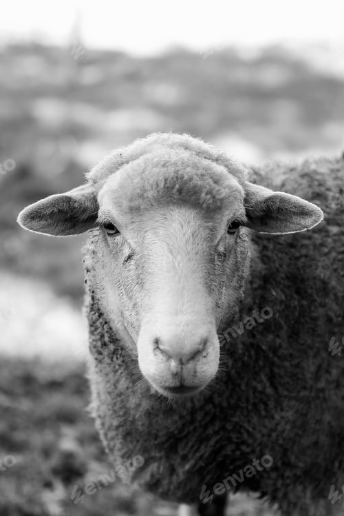Preview: A Grayscale Shot Of A Sheep On A Blurry Background