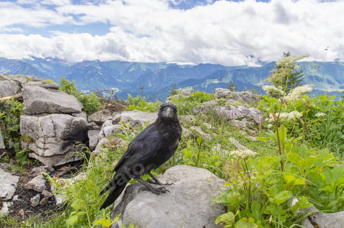 Preview: A Closeup Of A Raven Perched On Rocks Surrounded By Hills Covered In Greenery In The Daylight