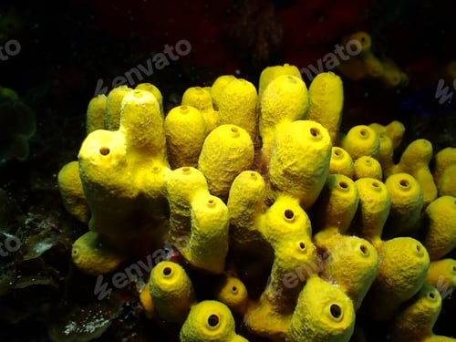 Preview: Underwater Close Up Of A Beautiful Yellow Tube Sponge (Aplysina Aerophoba) At El Hierro, Canary